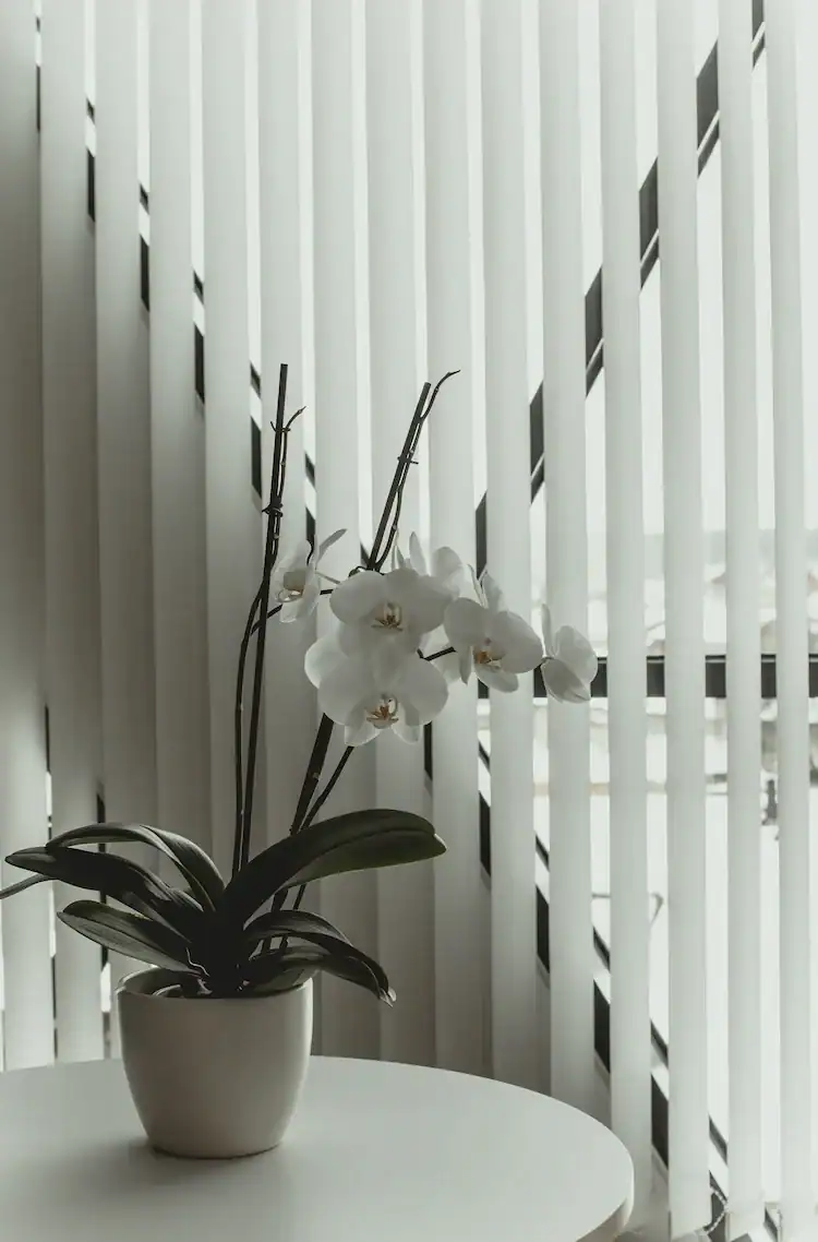 White orchid in pot in front of white vertical window blinds.